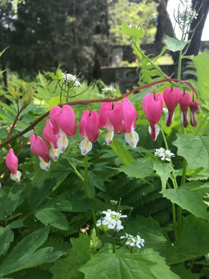 Bed and Breakfast Wild Wisteria Chadds Ford Экстерьер фото